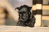 SCOTTISH TERRIER 162